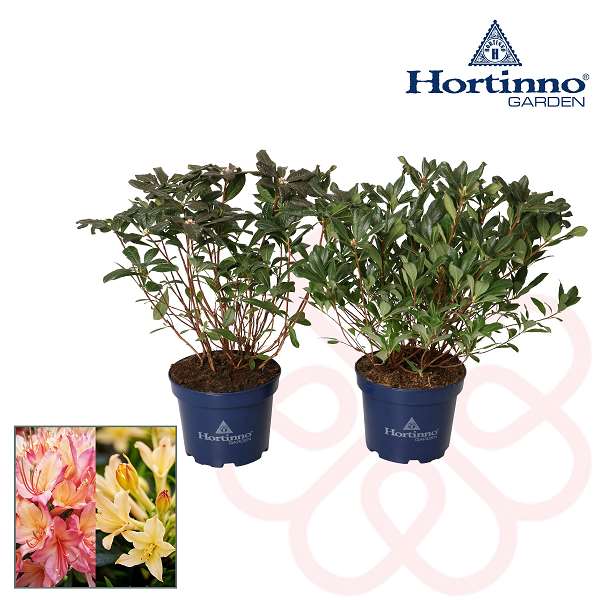 Picture of RHODODENDRON PARFUMOLLIS HORTINNO MIX