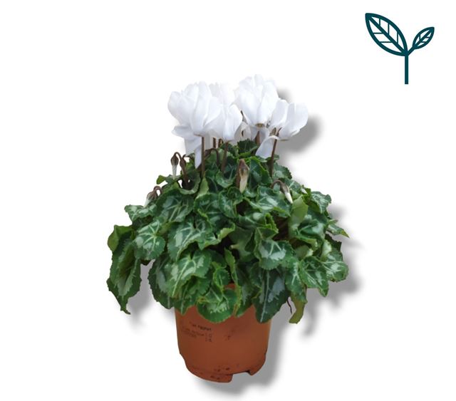 Picture of CYCLAMEN PERSICUM WHITE
