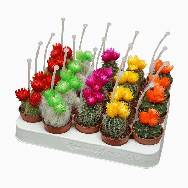 Picture of CACTUS MIX WITH ARTIFICIAL FLOWER