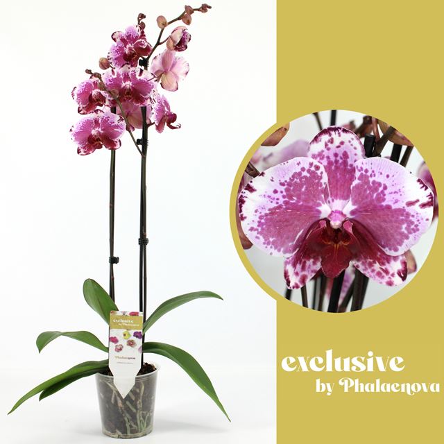 Picture of PHALAENOPSIS 02-STEM VERONIKA