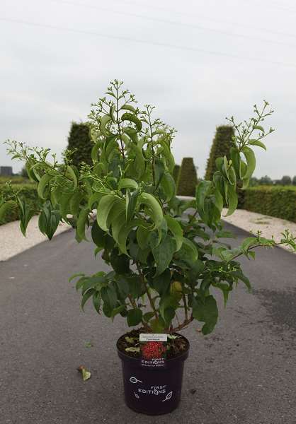 Picture of HEPTACODIUM MICONIOIDES TIANSHAN