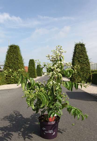 Picture of HEPTACODIUM MICONIOIDES TIANSHAN