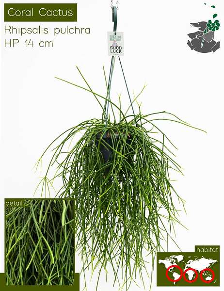 Picture of RHIPSALIS PULCHRA HANGING BASKET