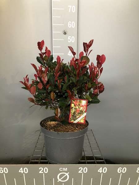 Picture of PHOTINIA FRASERI LITTLE RED ROBIN