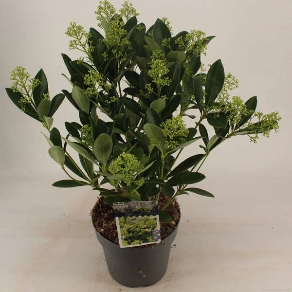 Picture of SKIMMIA JAPONICA FINCHY 15+FL