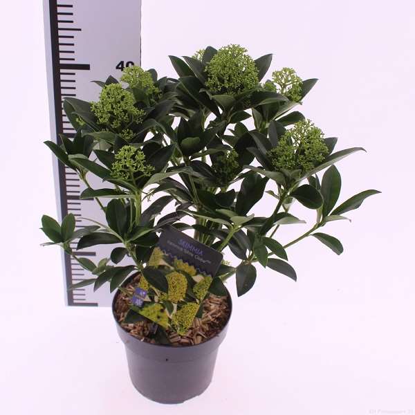 Picture of Skimmia japonica white globe 20+fr
