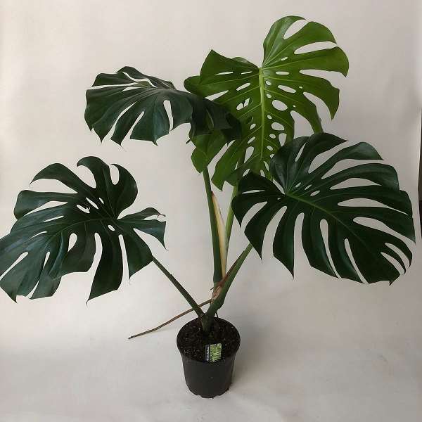 Picture of MONSTERA DELICIOSA XXL