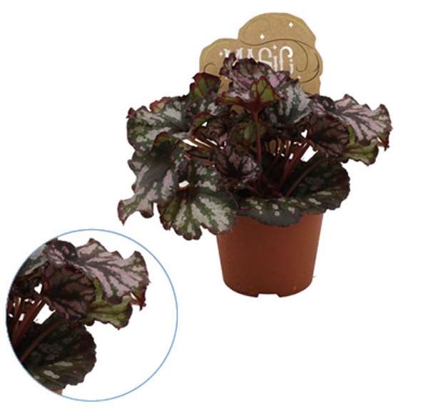 Picture of BEGONIA REX CUMBIA BAMBINO