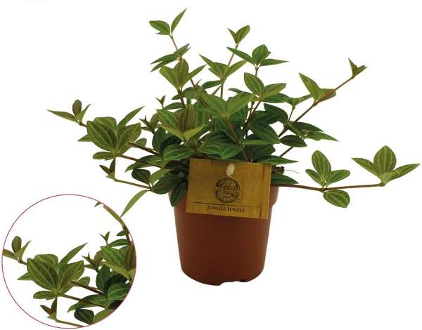 Picture of PEPEROMIA ROCCA VIVACE