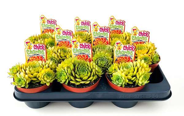 Picture of SEMPERVIVUM CHICK CHARMS GOLD NUGGET