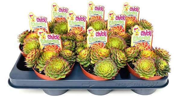 Picture of SEMPERVIVUM CHICK CHARMS GOLD NUGGET