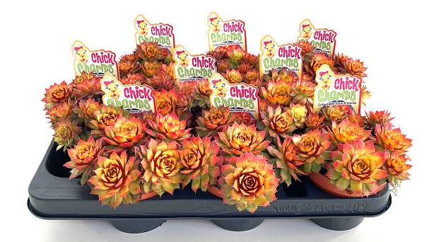 Picture of Sempervivum chick charms gold nugget