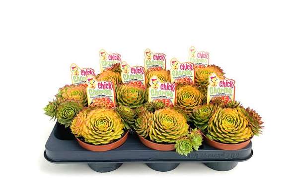 Picture of SEMPERVIVUM CHICK CHARMS GOLD NUGGET