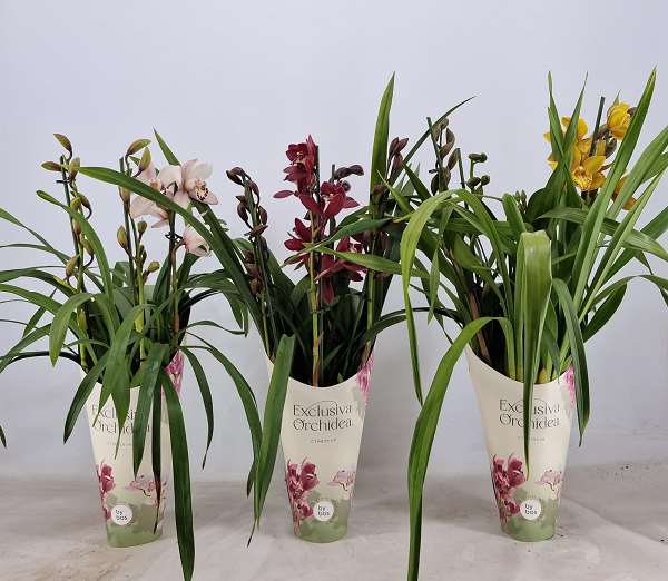 Picture of CYMBIDIUM 04-STEM MIX POTCOVER