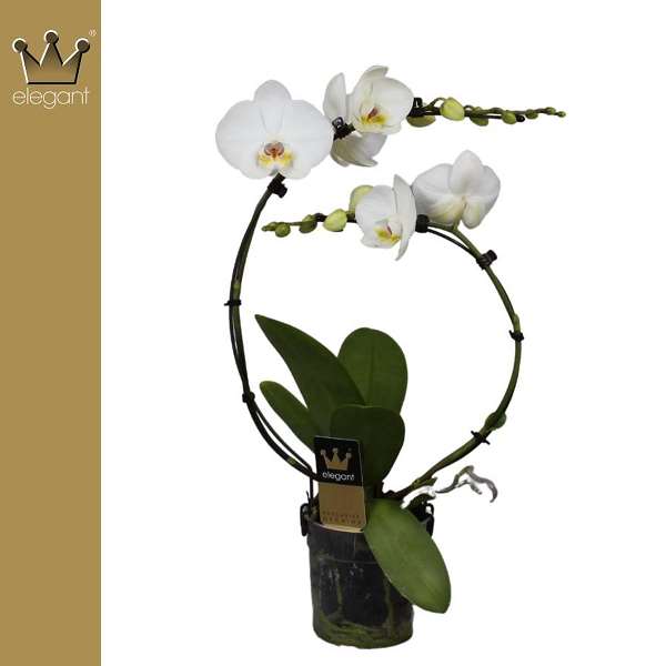 Picture of PHALAENOPSIS 02-STEM RAINBOW WHITE