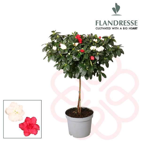 Picture of RHODODENDRON SIMSII (AZALEA) STEM RED&WHITE