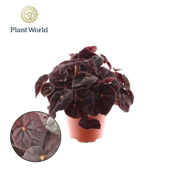 Picture of BEGONIA REX CONGA