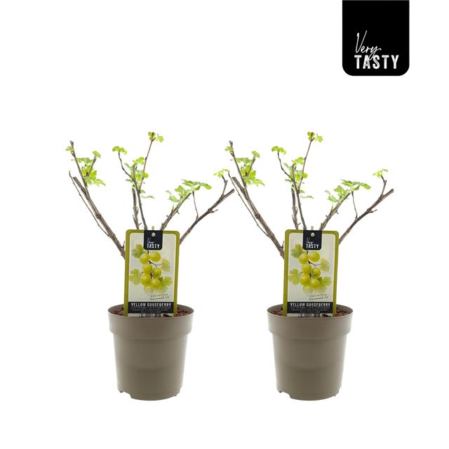 Picture of Ribes hinnonmaki gul