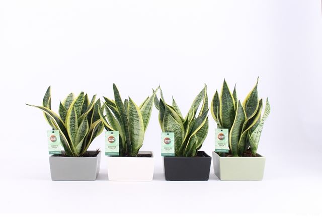 Picture of SANSEVIERIA TRIFASCIATA FUTURA SUPERBA IN CERAMIC