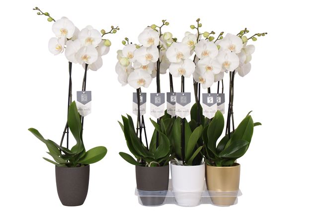 Picture of PHALAENOPSIS 02-STEM WHITE WORLD IN CERAMIC