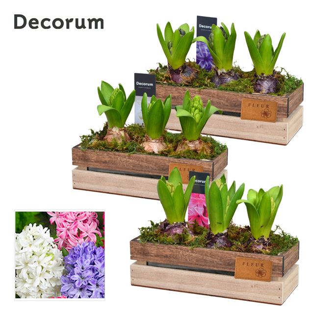 Picture of HYACINTHUS 03BULBS WOODEN BOX