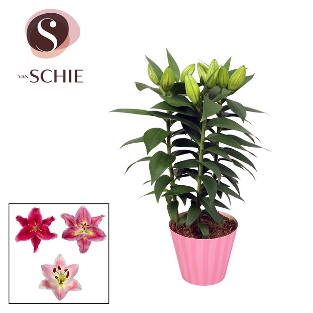 Picture of Lilium oriental pink in colourcoded ceramic
