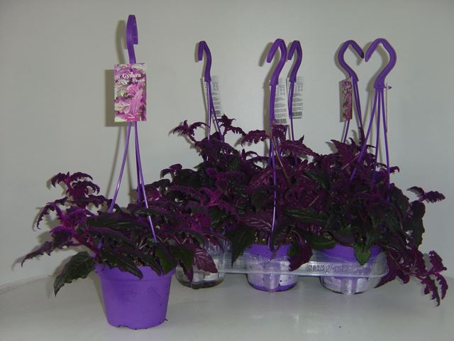 Picture of GYNURA IN HANGNG BASKET