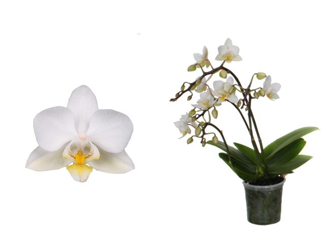 Picture of PHALAENOPSIS 03/04-STEM MINI WHITE