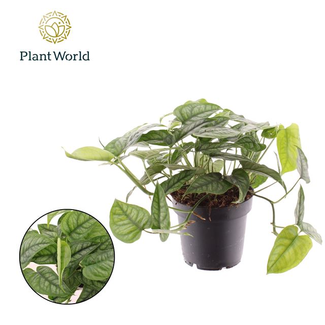 Picture of Monstera siltepecana