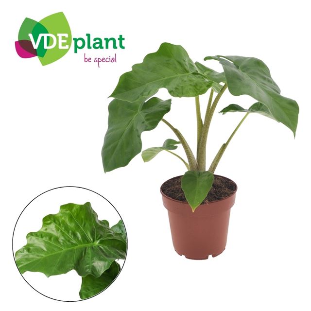 Picture of Alocasia low rider