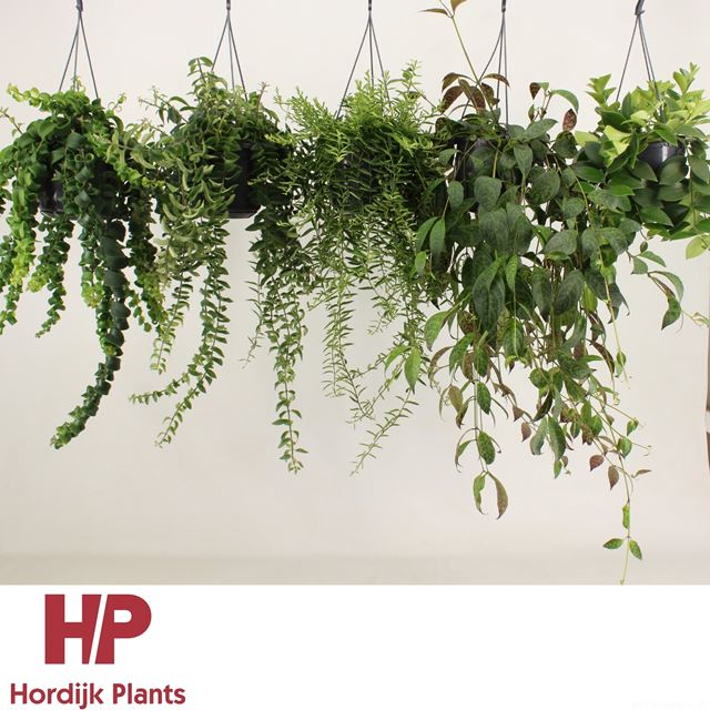 Picture of AESCHYNANTHUS MIX IN HANGING BASKET