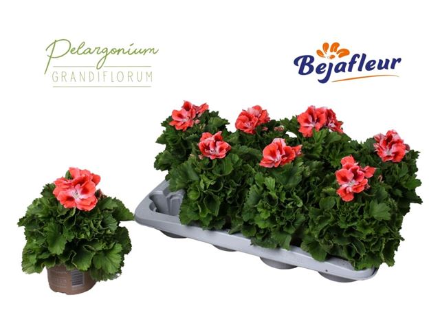 Picture of Pelargonium grandiflorum manderin