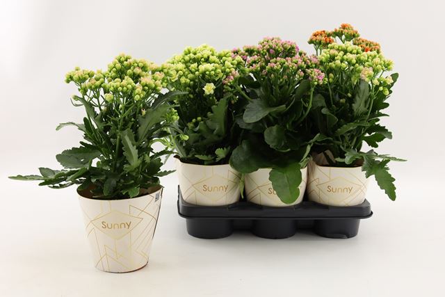 Picture of Kalanchoe pinnata sunny mix   cover