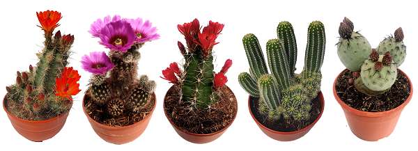 Picture of CACTUS MIX COUPE P20CM