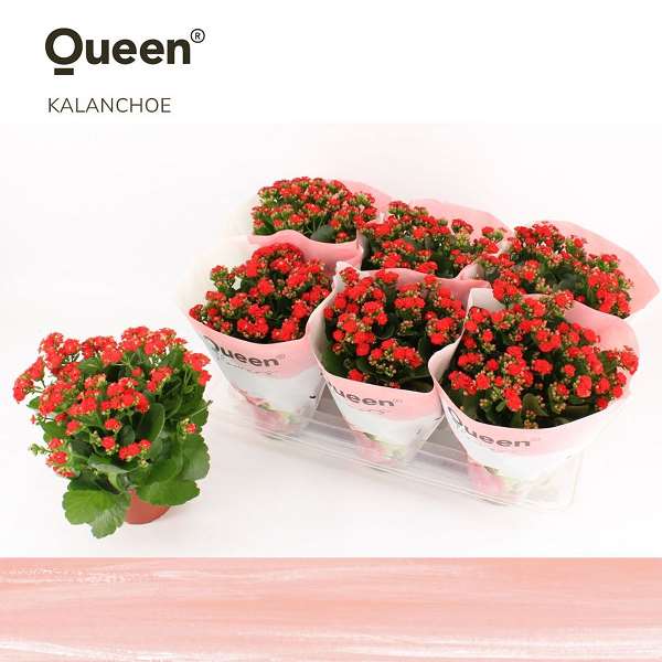 Picture of KALANCHOE BLOSSFELDIANA QUEEN RED