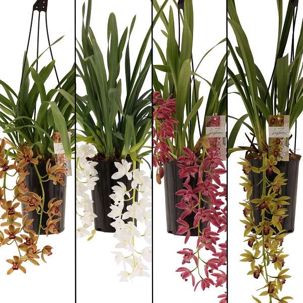 Picture of CYMBIDIUM 03/04-STEM MIX CASCADE