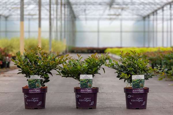 Picture of Distylium linebacker