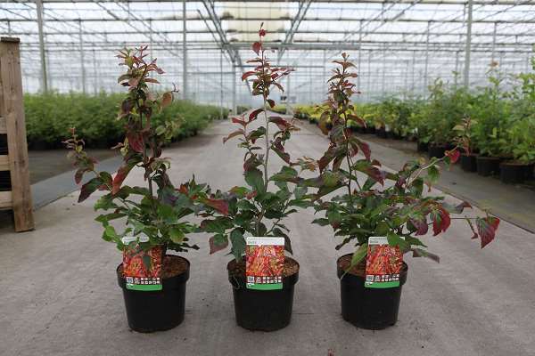 Picture of Parrotia persica bella