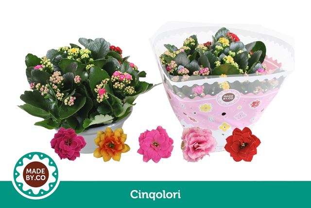 Picture of Kalanchoe double carnaval bowl