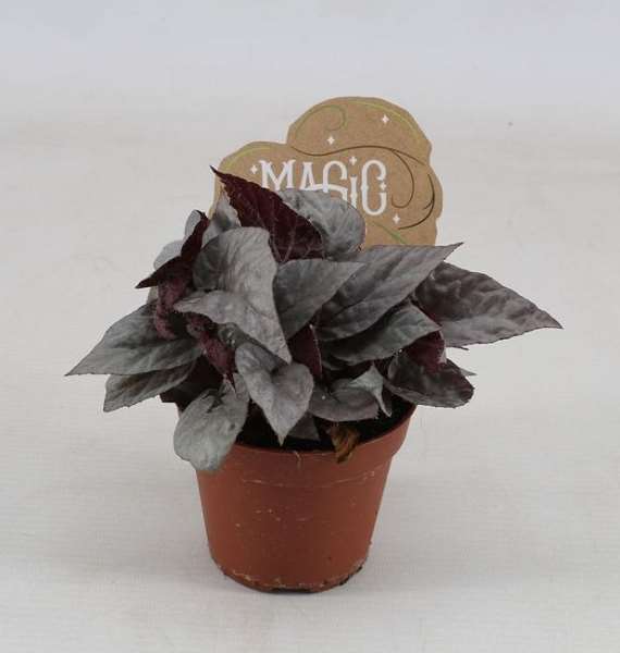 Picture of BEGONIA REX SILVER LIMBO