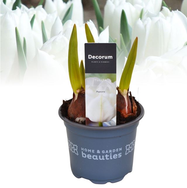 Picture of Tulipa popcorn