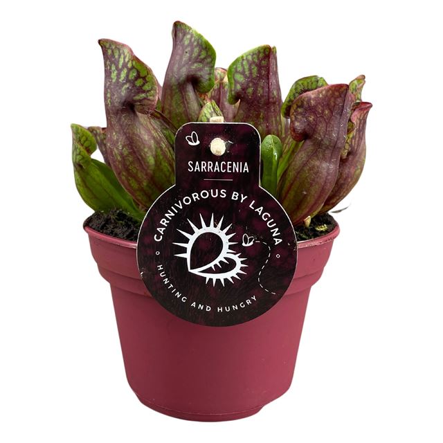 Picture of SARRACENIA PURPUREA