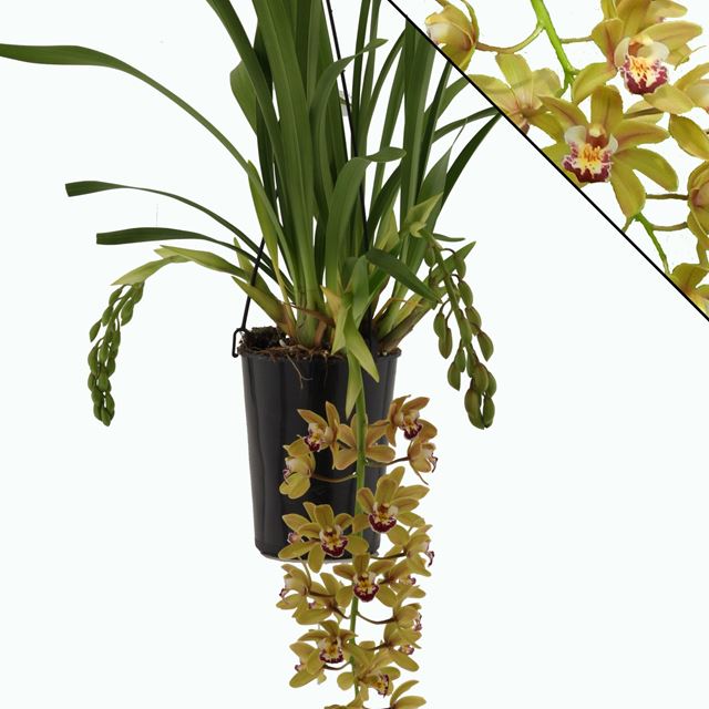 Picture of CYMBIDIUM 03/04-STEM ARGIRO CASCADE
