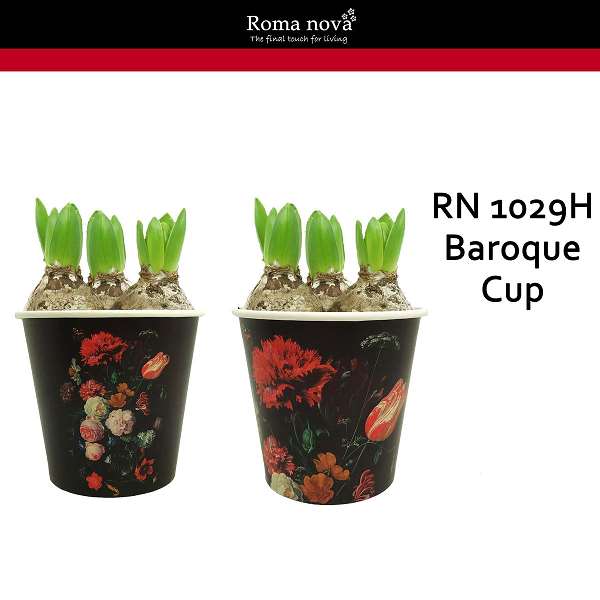 Picture of HYACINTHUS 03BULBS BAROQUE CUPS