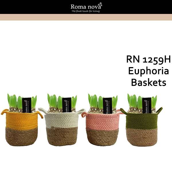 Picture of HYACINTHUS 03BULBS EUPHORIA BASKETS