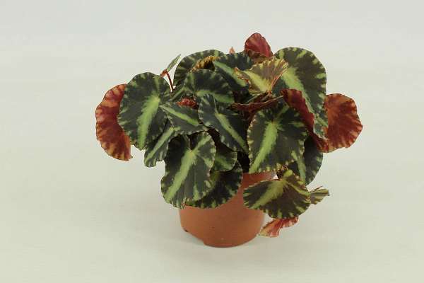 Picture of BEGONIA REX CLEOPATRA