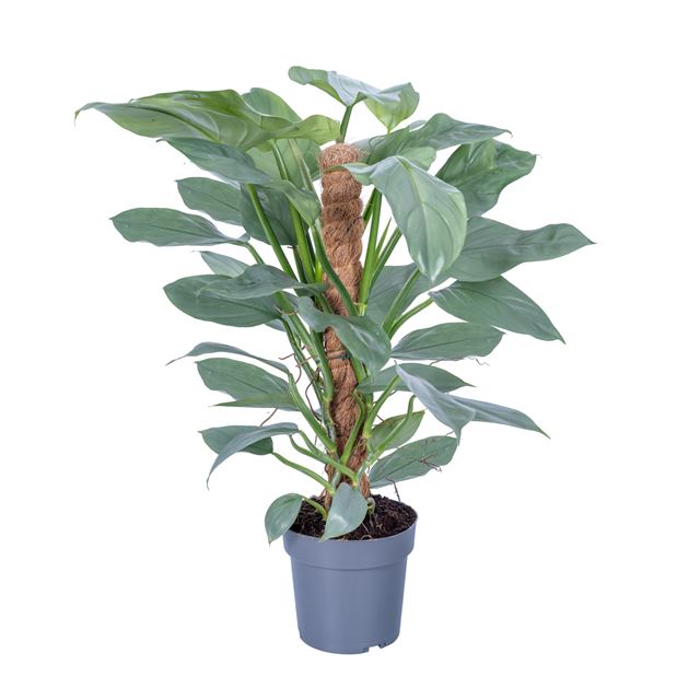 Picture of Philodendron silver queen mosspole