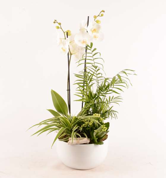 Picture of PHALAENOPSIS PLANTED ARRANGEMENT