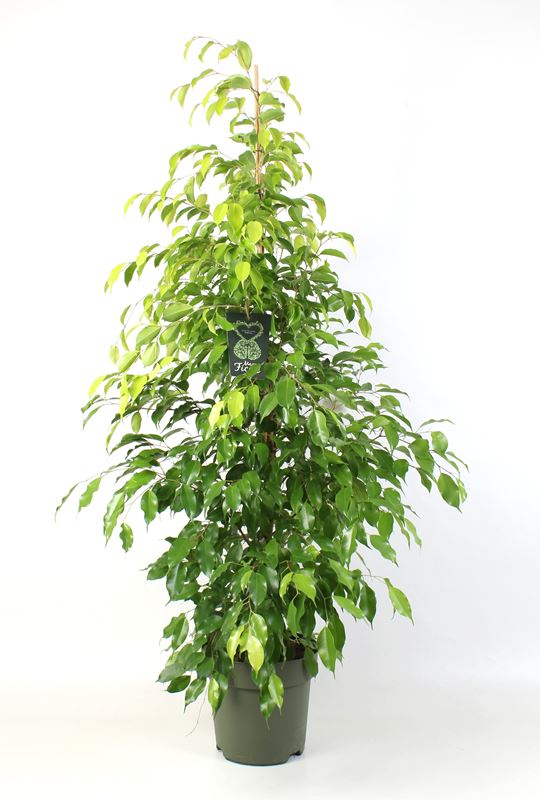 Picture of Ficus benjamina reginald
