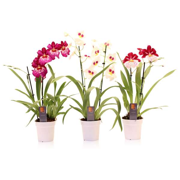 Picture of MILTONIOPSIS 02-STEM MIX